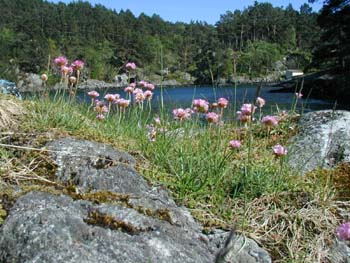 Strandnellik